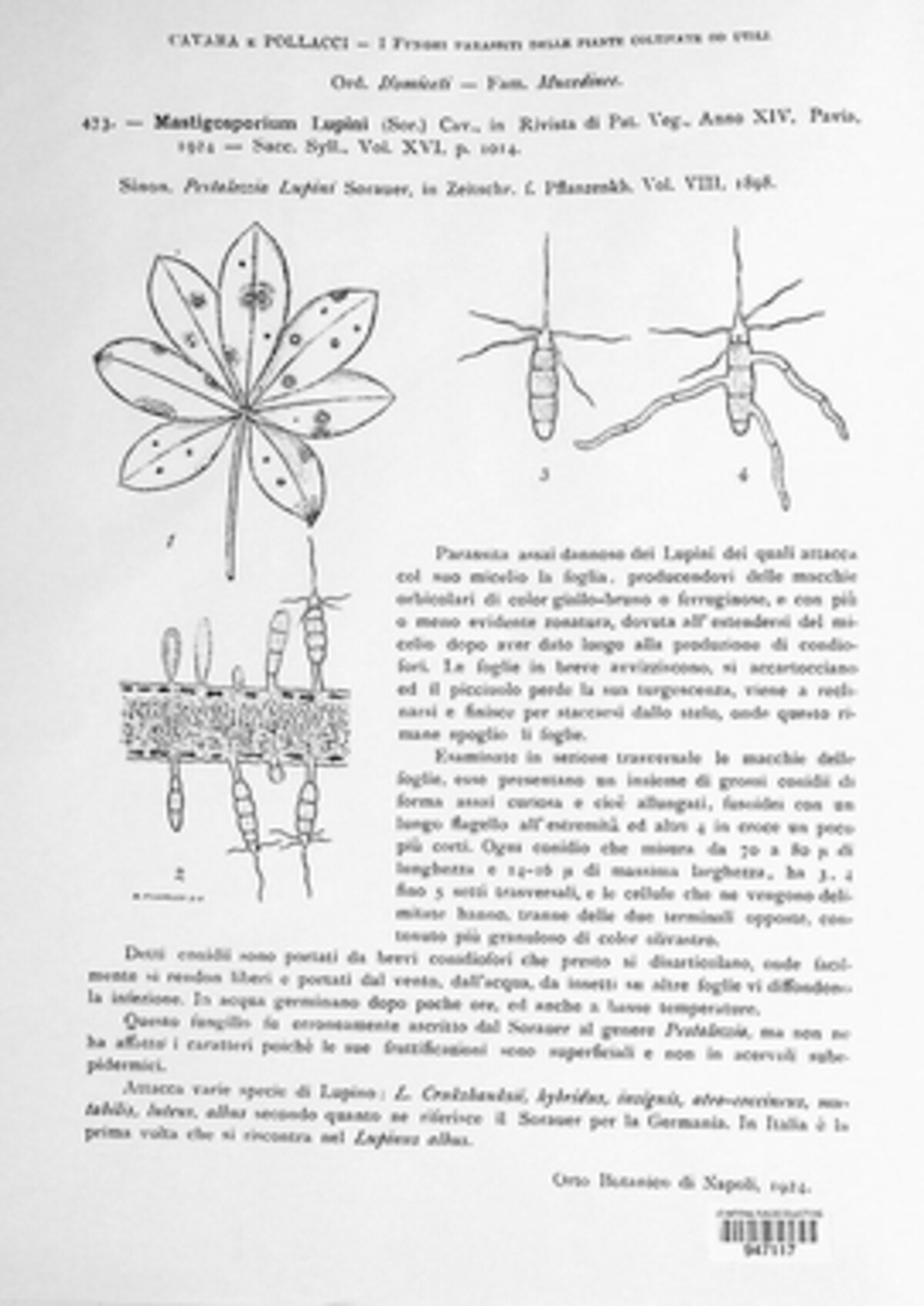 Mastigosporium lupini image